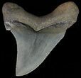 Serrated, Angustidens Tooth - Megalodon Ancestor #70518-1